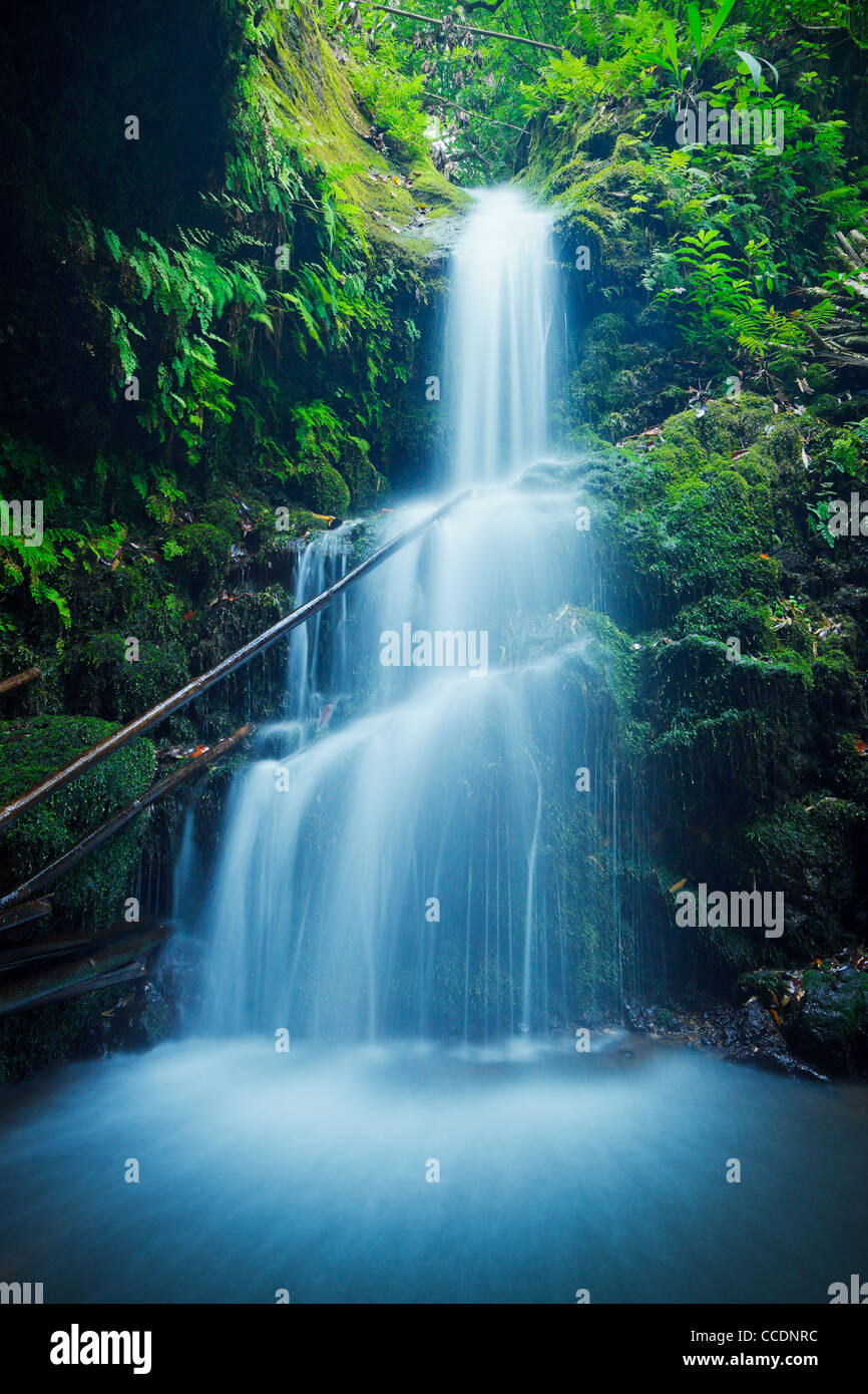 Belle lussureggianti cascate alle Hawaii Foto Stock