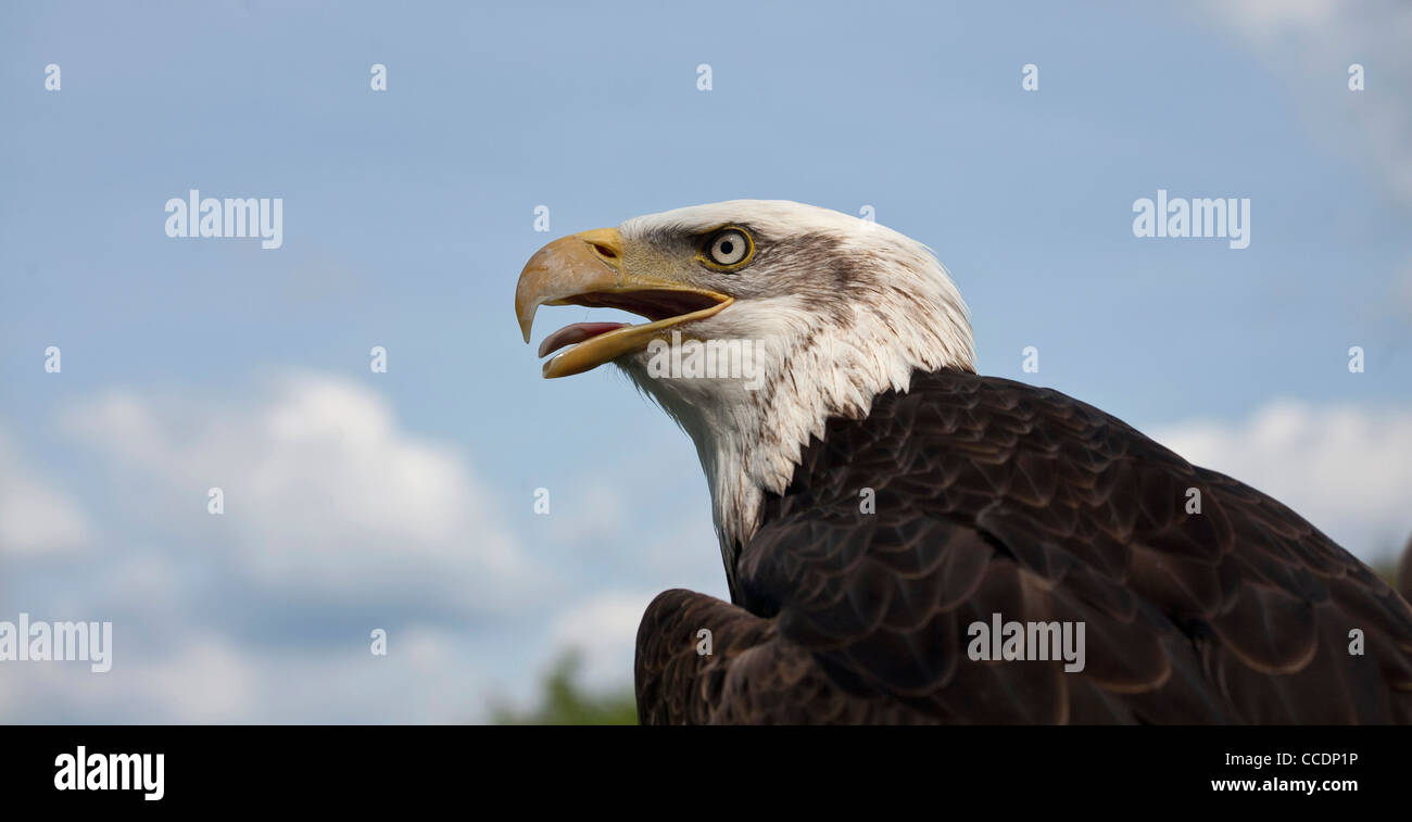 Testa e la spalla colpo di American Bald Eagle Foto Stock