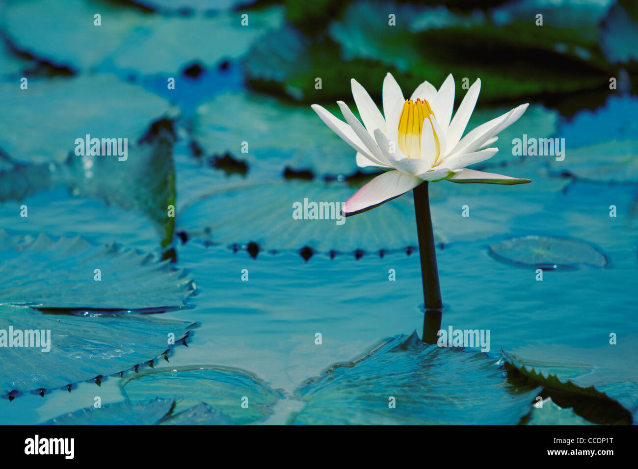 Acqua Lilly Foto Stock