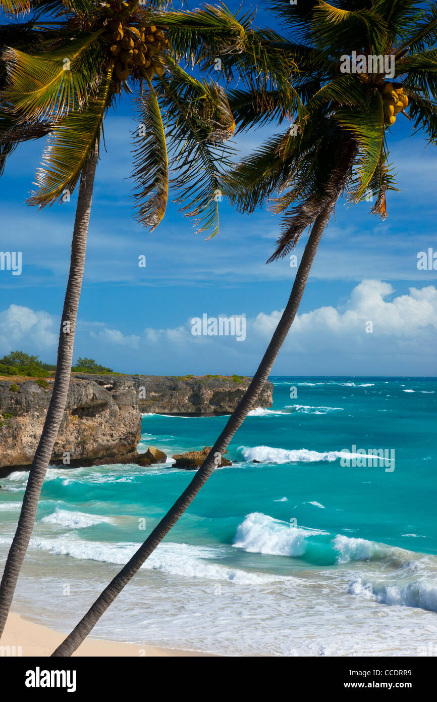 Le palme a fondo Bay sulla costa sud-est di Barbados, West Indies Foto Stock