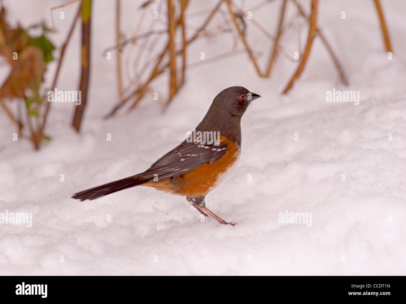 Rufous facciate Towhee, Pipilo erythrophthalmus, nella neve della Columbia Britannica. In Canada. SCO 7836 Foto Stock