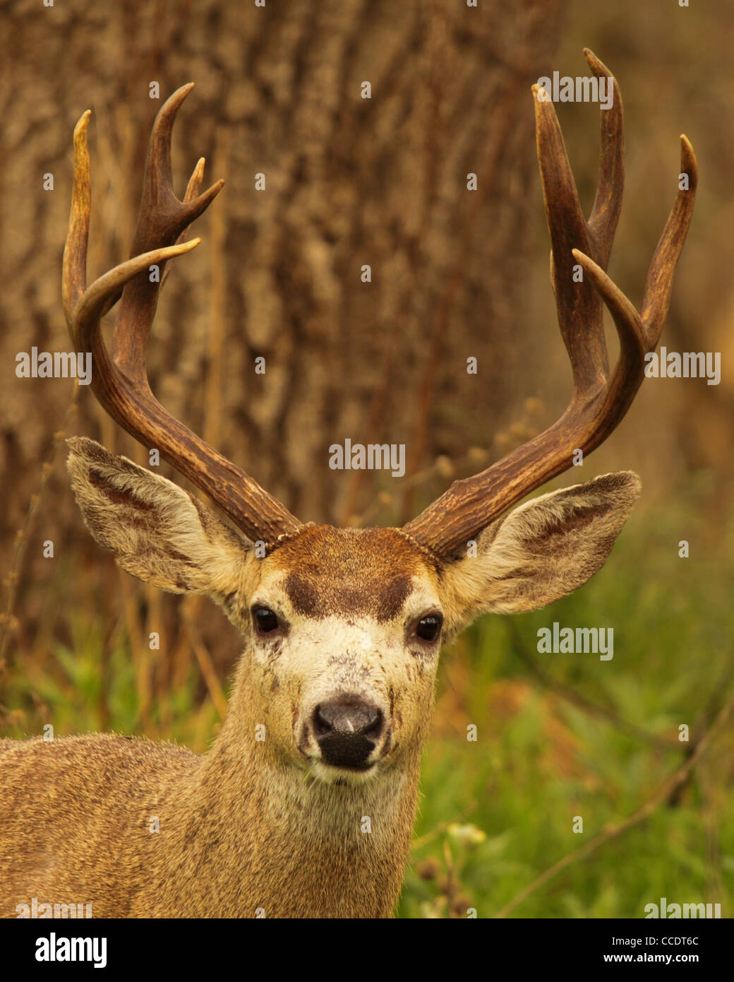 Un ritratto di un trofeo nero-tailed Deer buck. Foto Stock