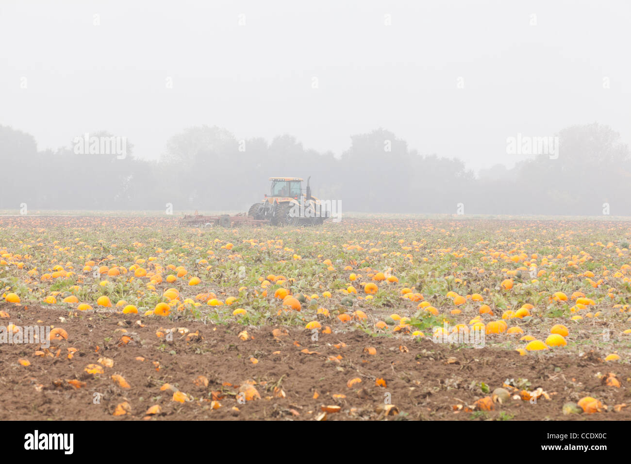 Il trattore coltivando la zucca campo in mattinata nebbiosa Foto Stock