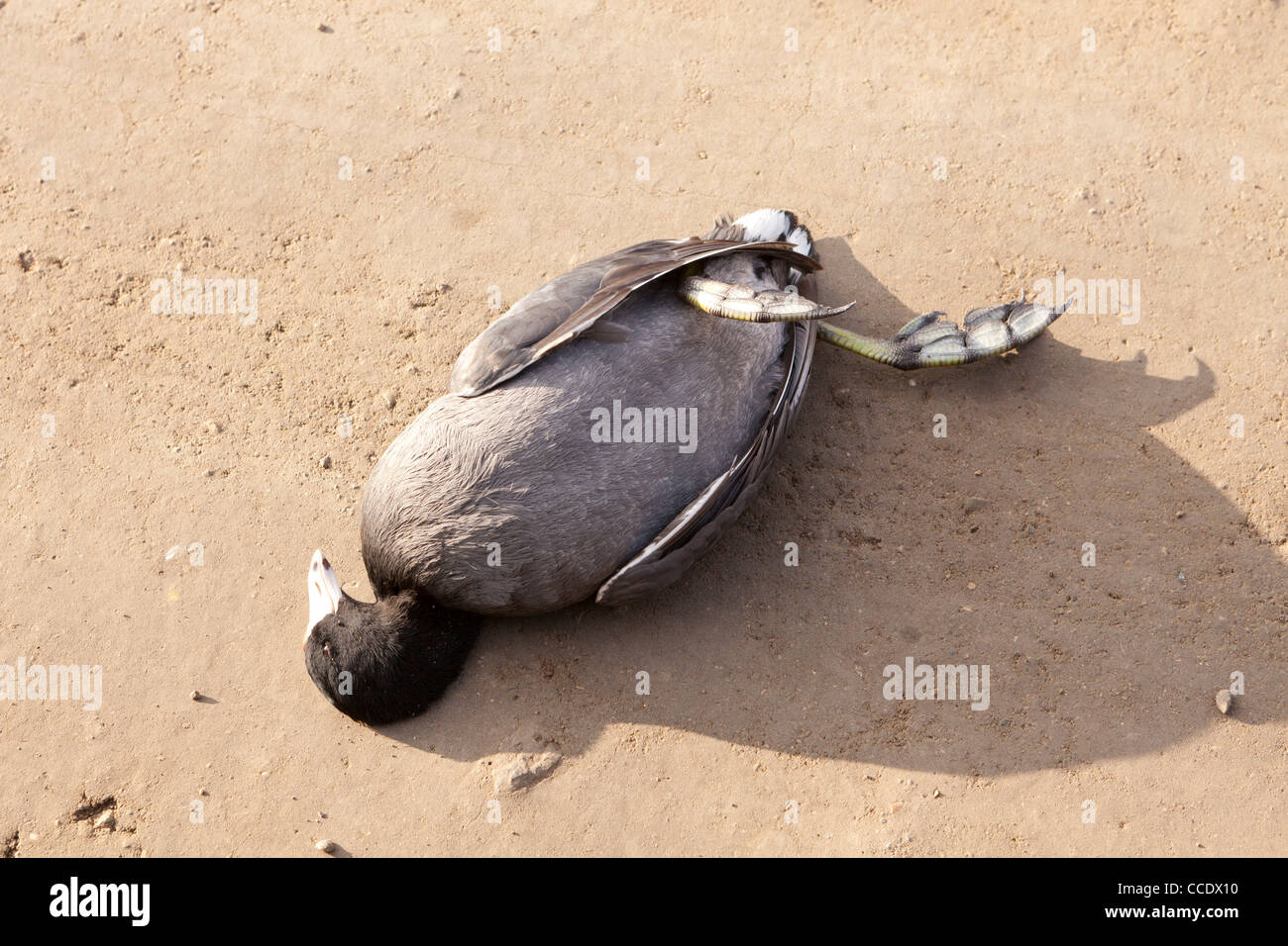 Dead American Coot su strada sterrata Foto Stock