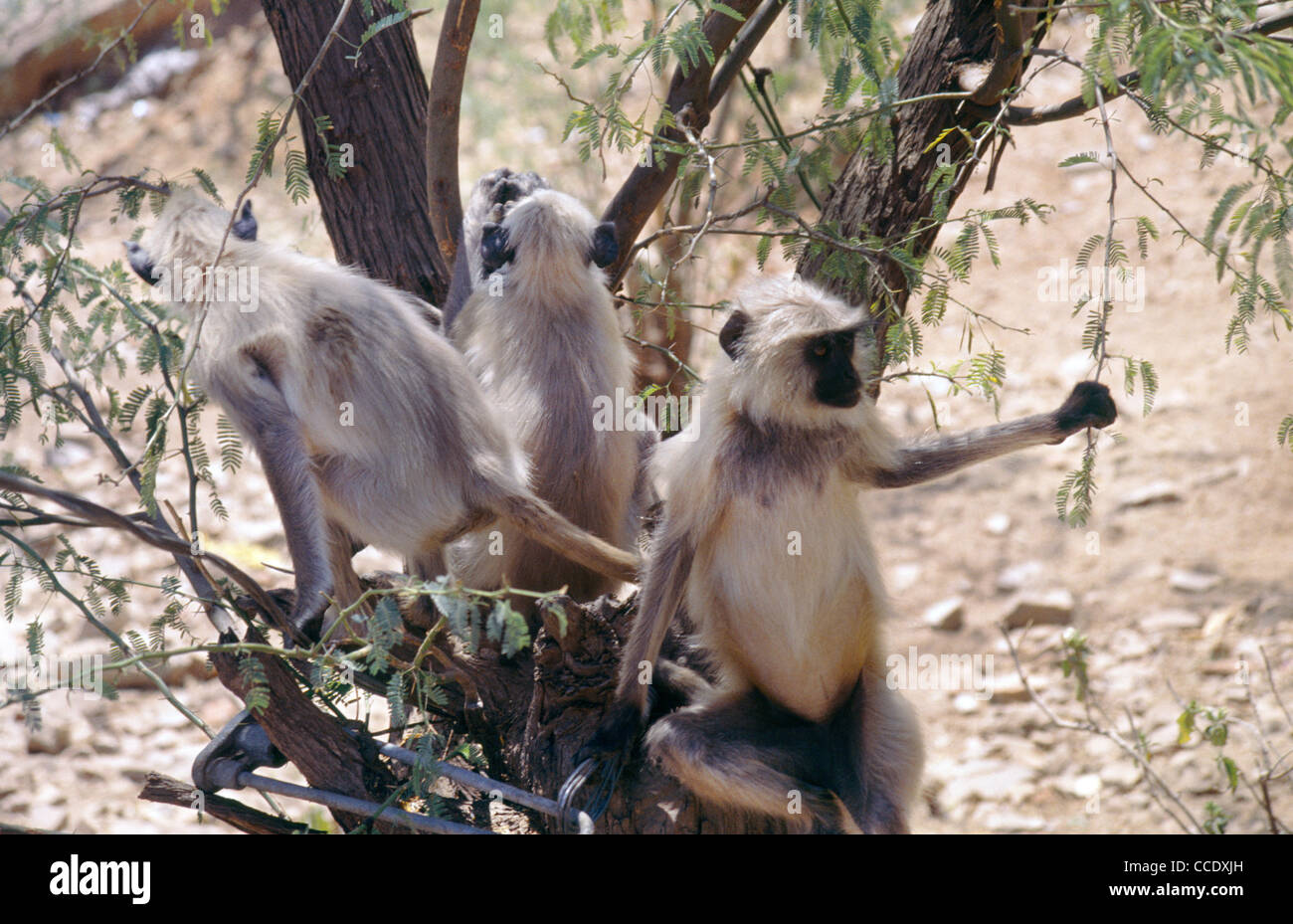 Jaipur India Rajasthan scimmie da un albero vicino a Forte Amber Foto Stock