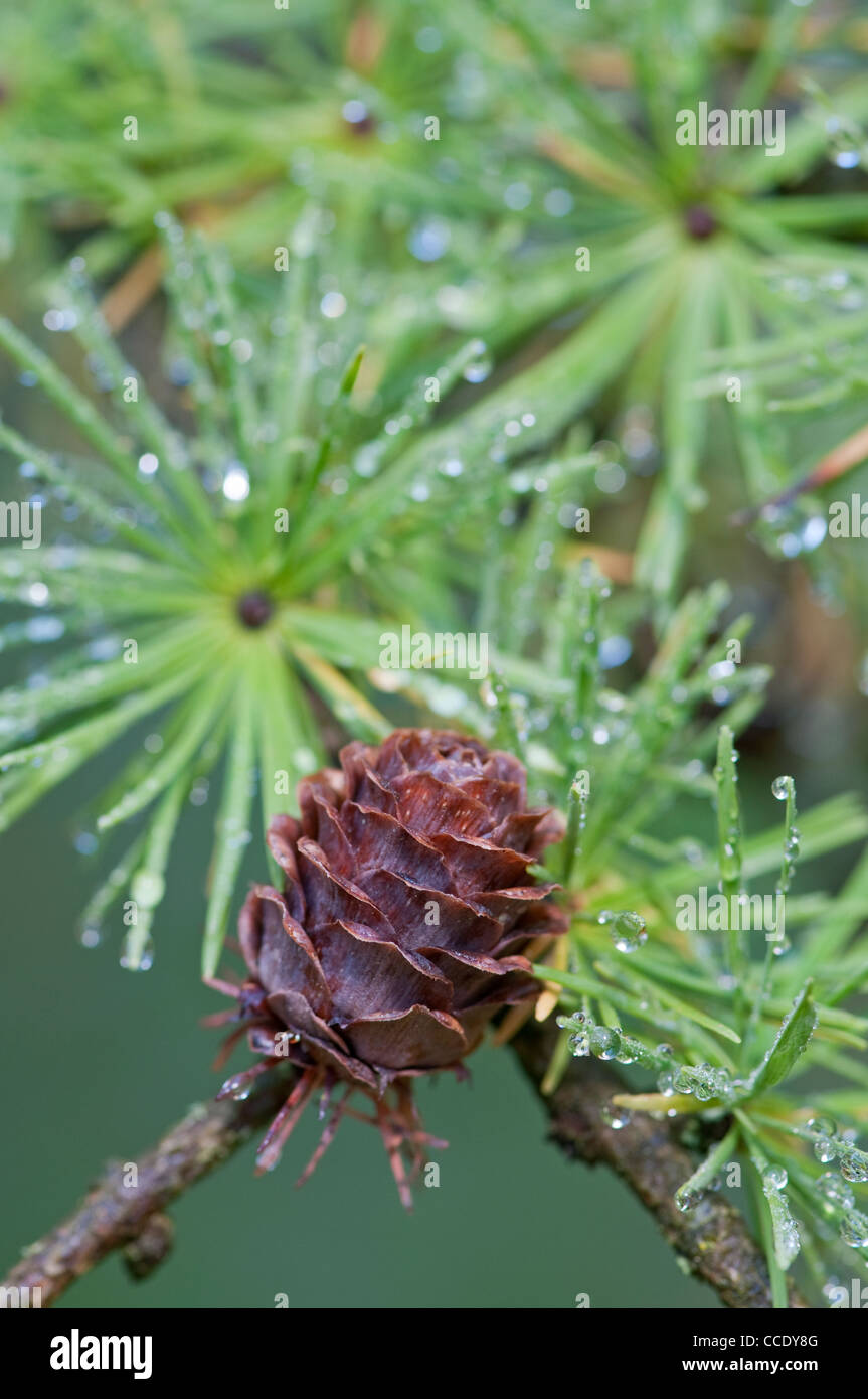 Larice giapponese: Larix kaempferi. Cono e aghi Foto Stock
