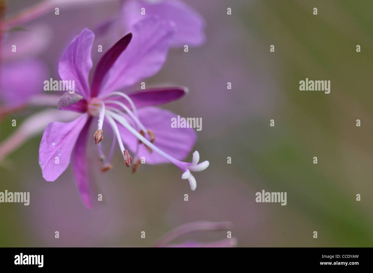 Rosebay Willowherb: Epilobium angustifolium. Foto Stock