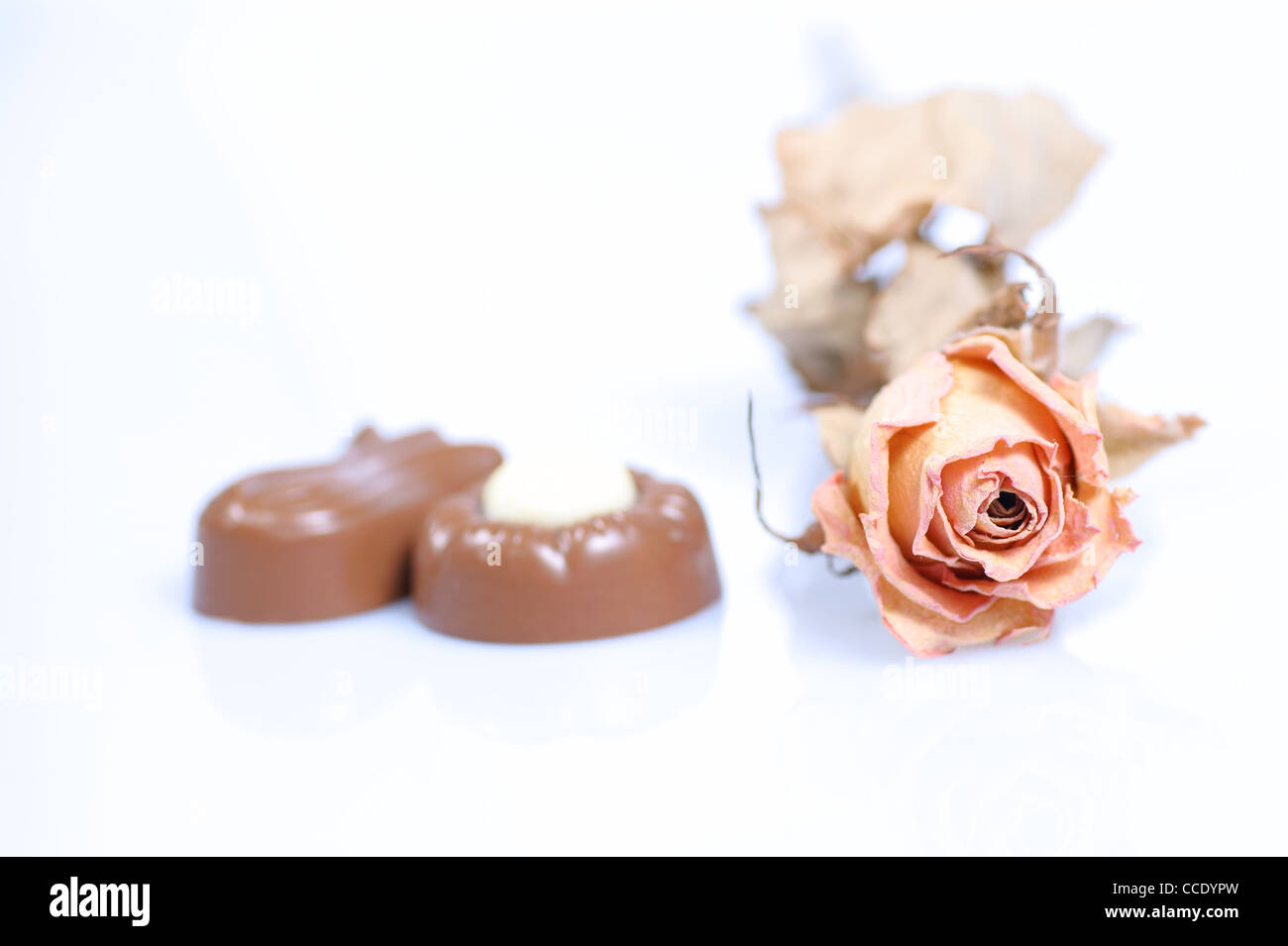 Praline di cioccolato e rosa su sfondo bianco. Deliziosa scuro e praline di cioccolato al latte. Foto Stock