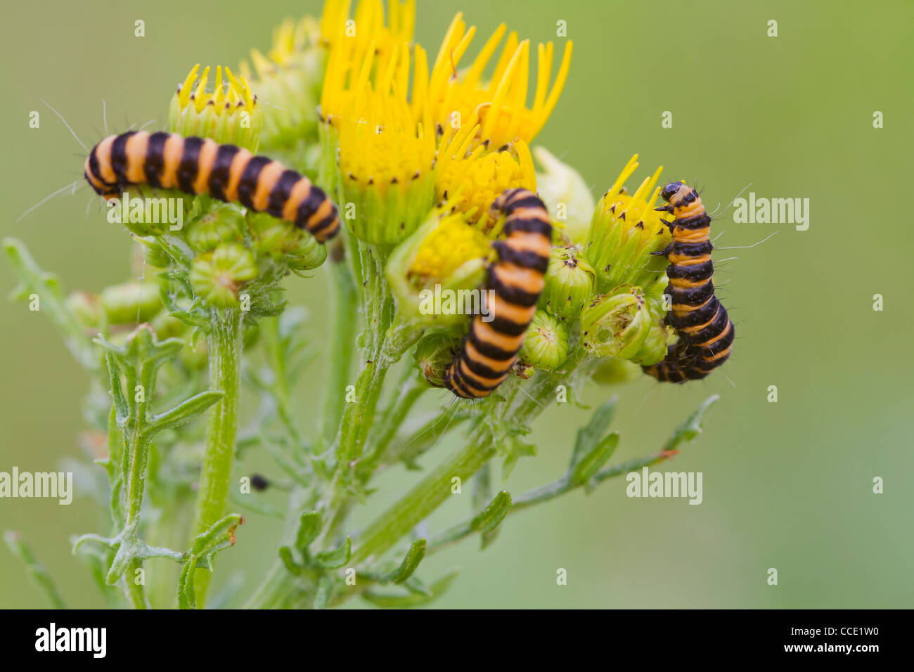 Il cinabro Caterpillar (Tyria jacobaeae) alimentazione su un fiore Foto Stock