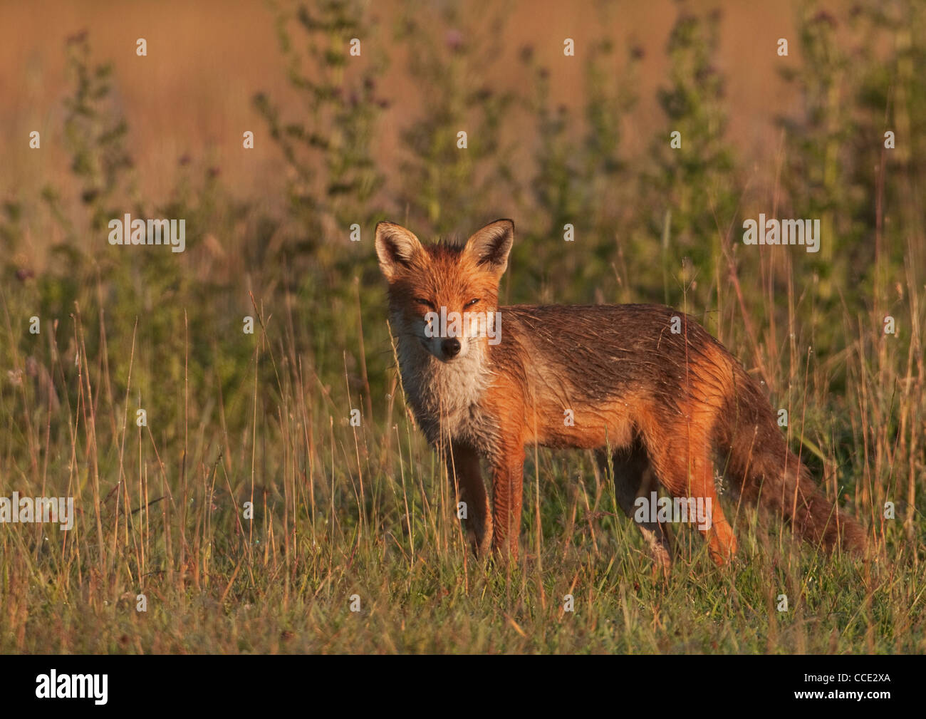 Red Fox (Vulpes vulpes vulpes) di sunrise Foto Stock