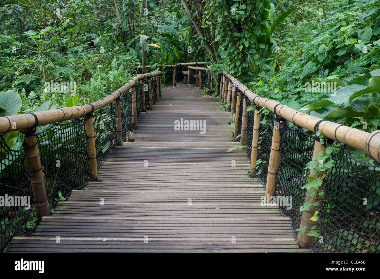 Uno scorcio di sole invernale filtri su per la passerella di legno attraverso la foresta pluviale biome nel progetto Eden, Saint Austell. Foto Stock