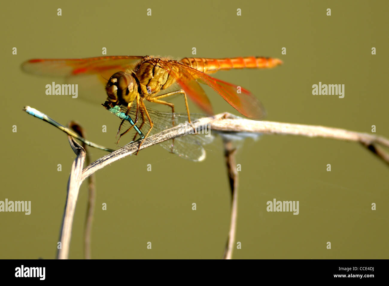 Dragon Fly mangia un altro Foto Stock