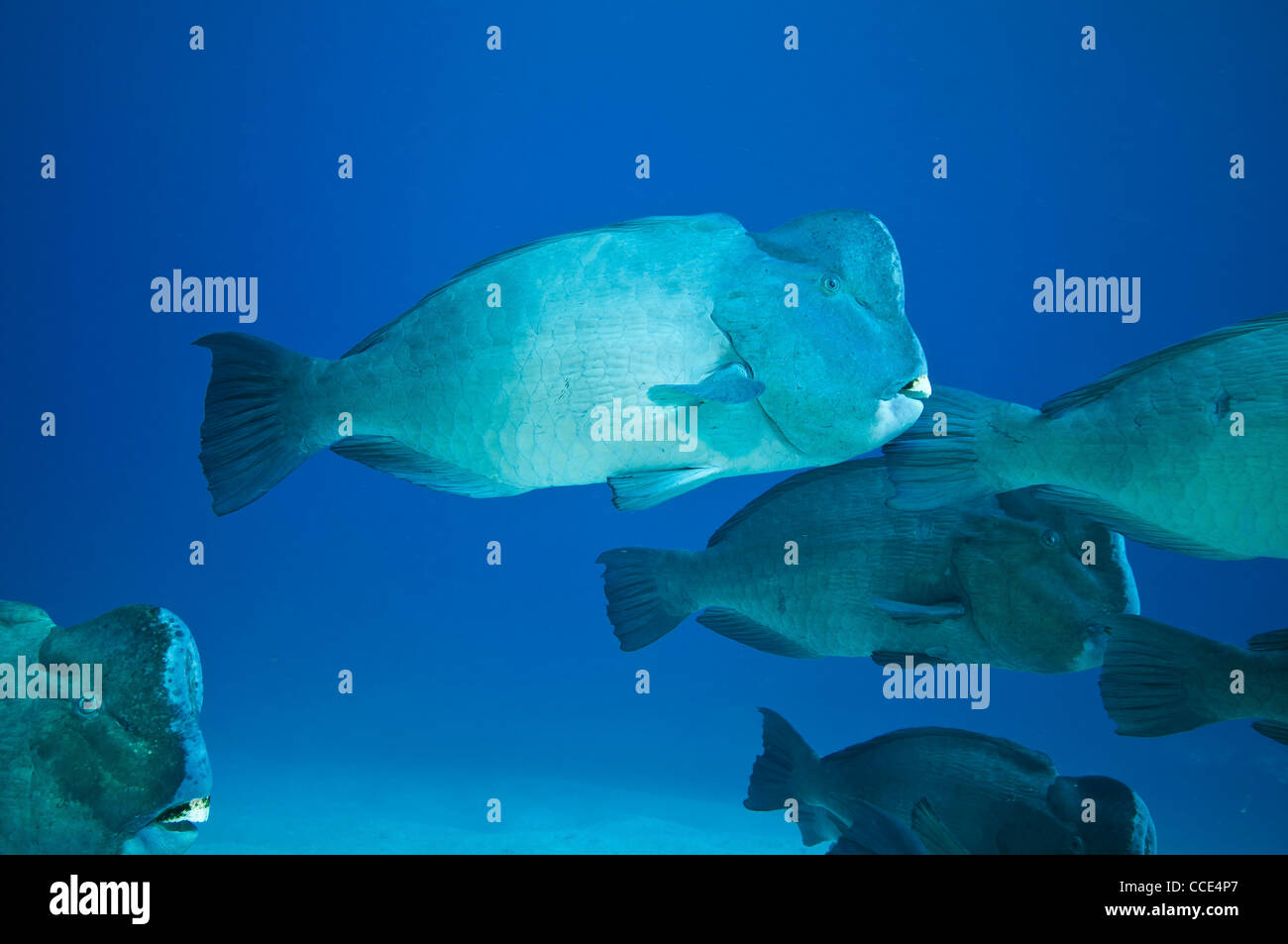 Scuola di Green humphead pesci pappagallo, della Grande barriera corallina, australia Foto Stock