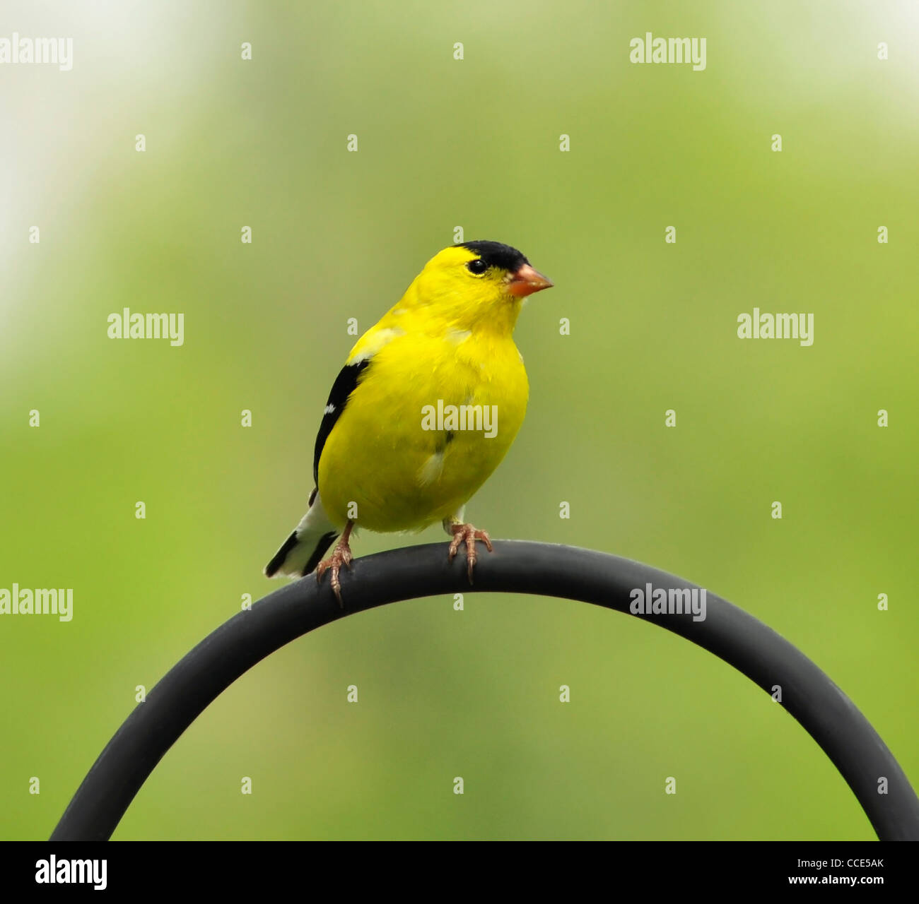 American Cardellino (Carduelis tristis), seduto su un bastone Foto Stock