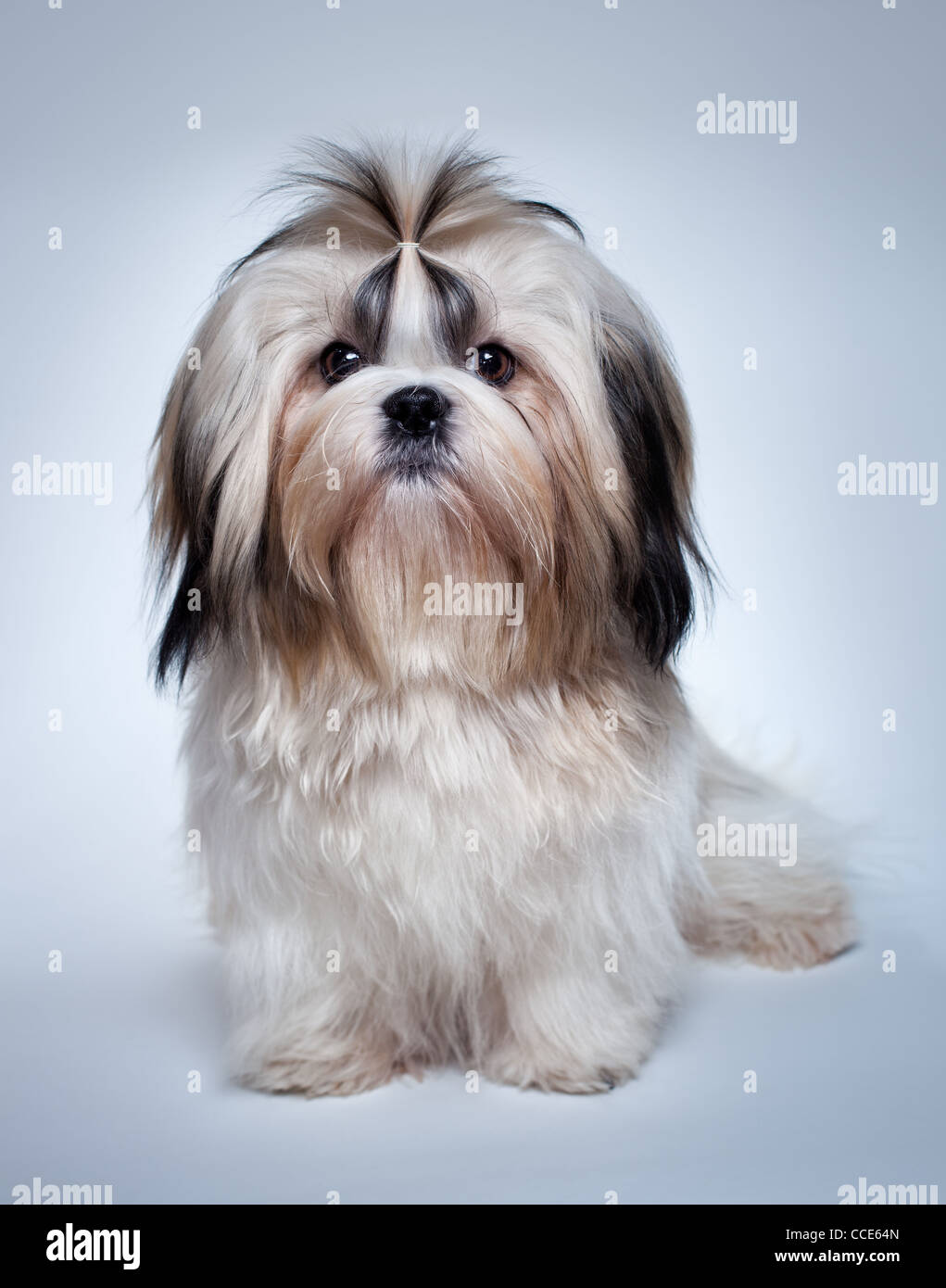 Shih tzu cane su sfondo grigio. Foto Stock