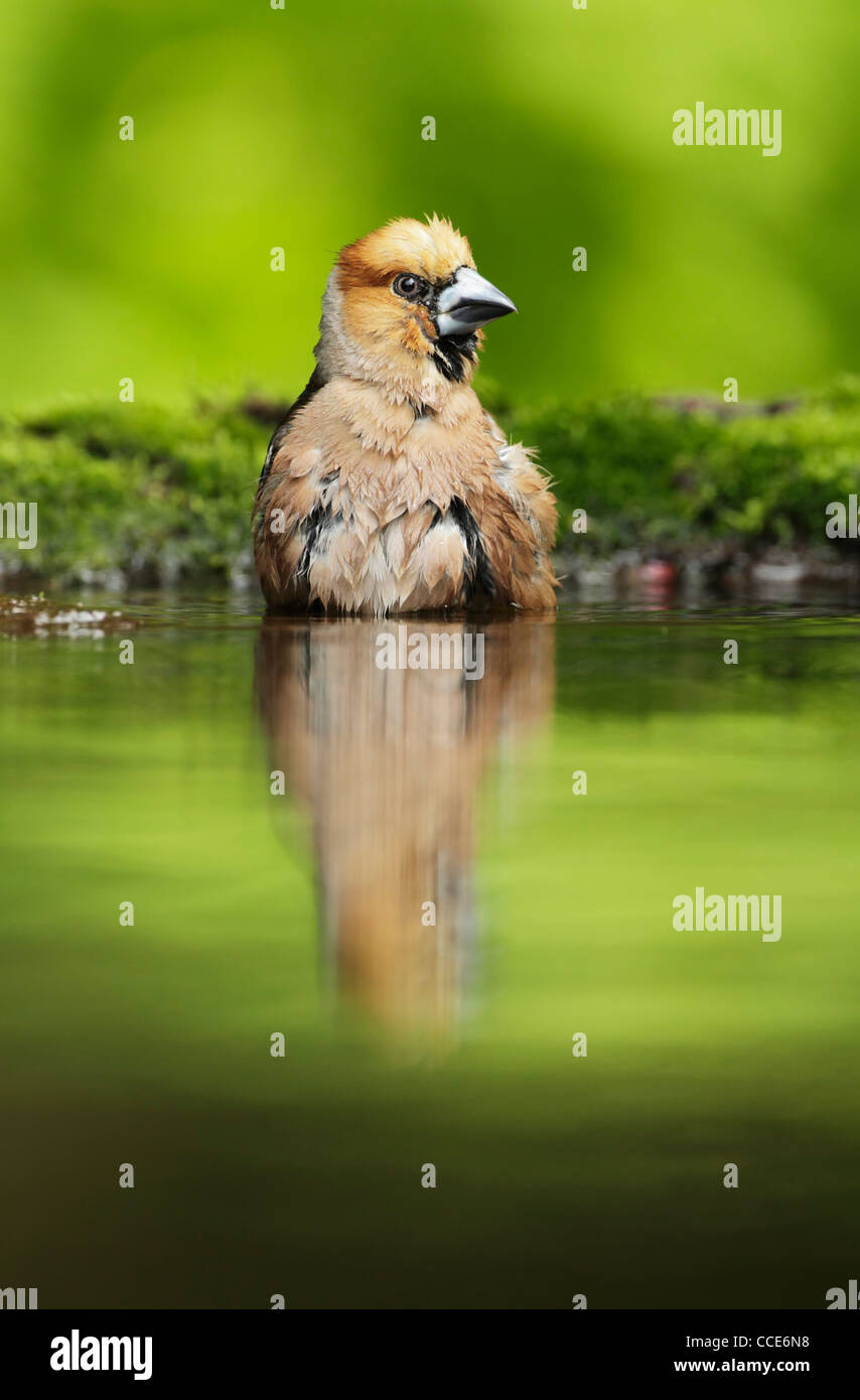 Hawfinch (Cocothraustes cocothraustes) maschio in piedi in acqua di una piccola piscina di bosco Foto Stock