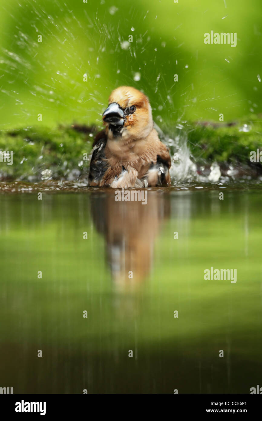 Hawfinch (Cocothraustes cocothraustes) maschio la balneazione in acqua di una piccola piscina di bosco Foto Stock