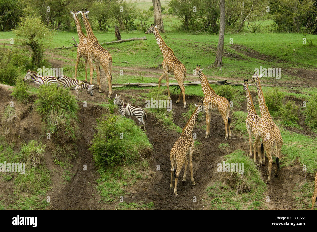 Africa Kenia Masai Mara National Reserve-Masai Giraffe sul sentiero fino dal fiume(Giraffa camelopardalis tippelskirchi) Foto Stock