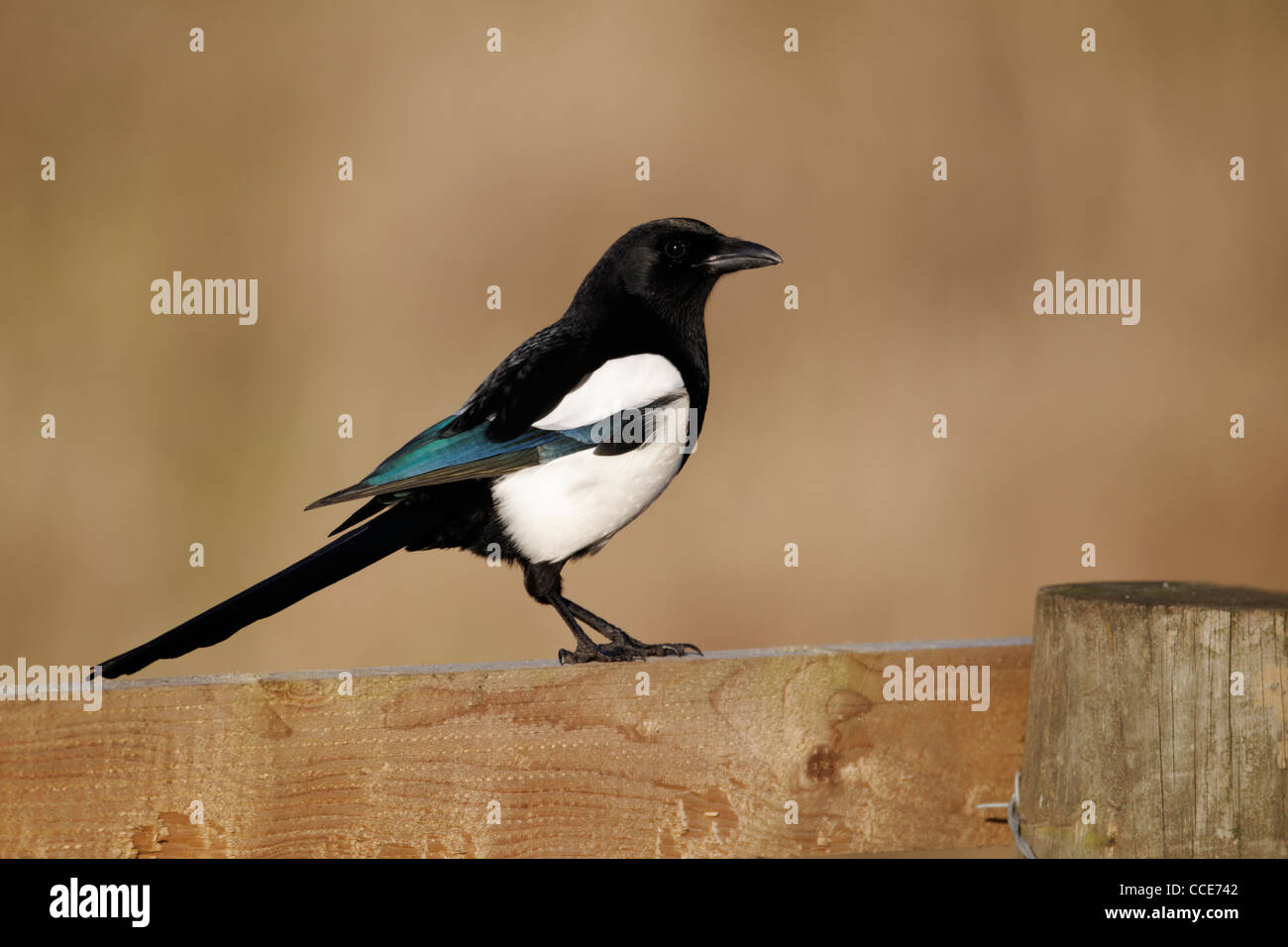 Gazza, Pica pica, singolo uccello sulla recinzione, Warwickshire, Gennaio 2012 Foto Stock