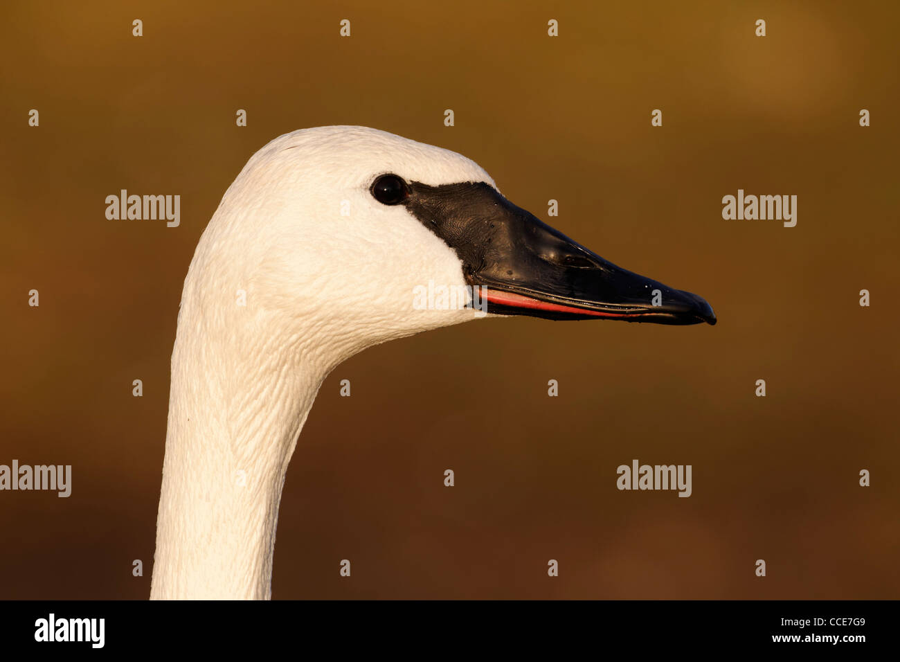Trumpeter swan, Cygnus buccinatore, singolo captive bird colpo alla testa, Gloucestershire, Gennaio 2012 Foto Stock