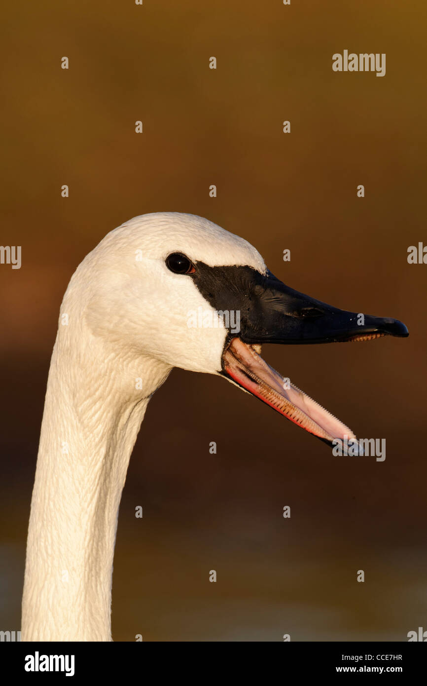 Trumpeter swan, Cygnus buccinatore, singolo captive bird colpo alla testa, Gloucestershire, Gennaio 2012 Foto Stock