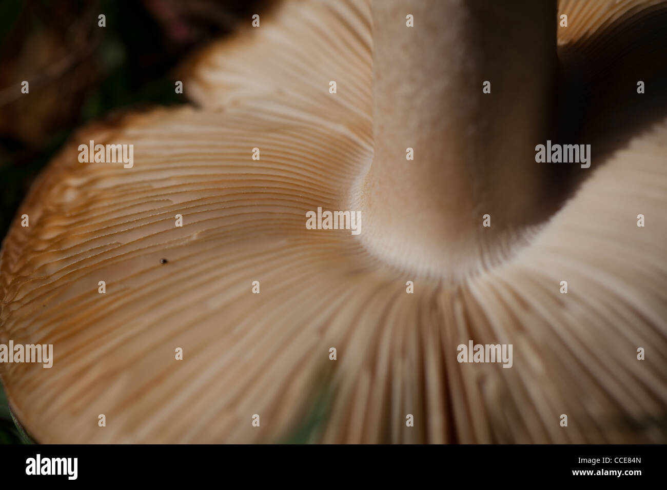 Fotografia macro di branchie sul lato inferiore di un fungo di campo Foto Stock