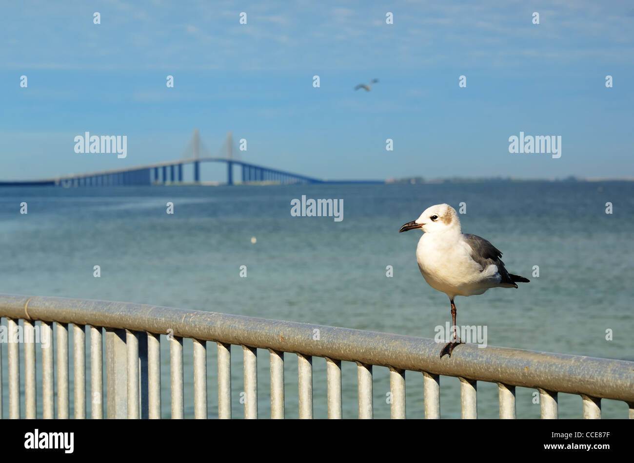 Sunshine Skyway a San Pietroburgo, Florida Foto Stock