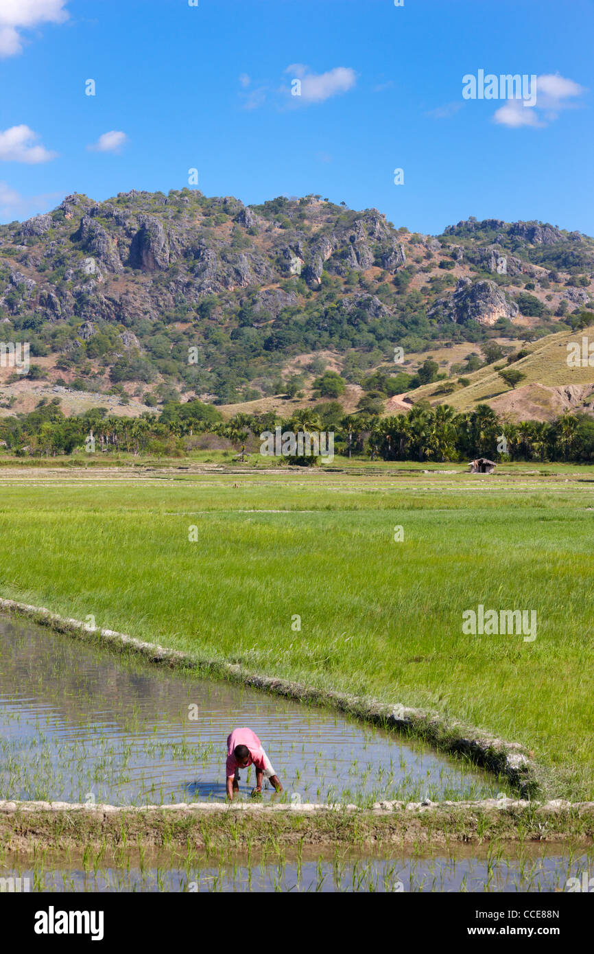 Campo di riso, Timor orientale, Asia Foto Stock