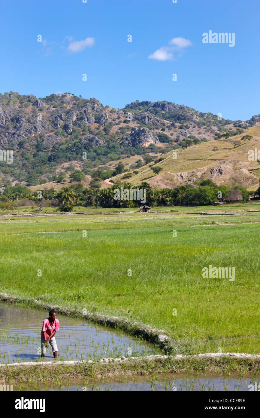 Campo di riso, Timor orientale, Asia Foto Stock