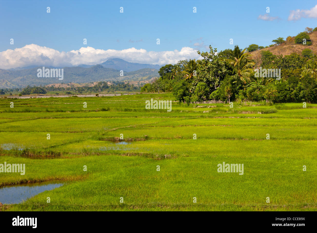 Campo di riso, Timor orientale, Asia Foto Stock