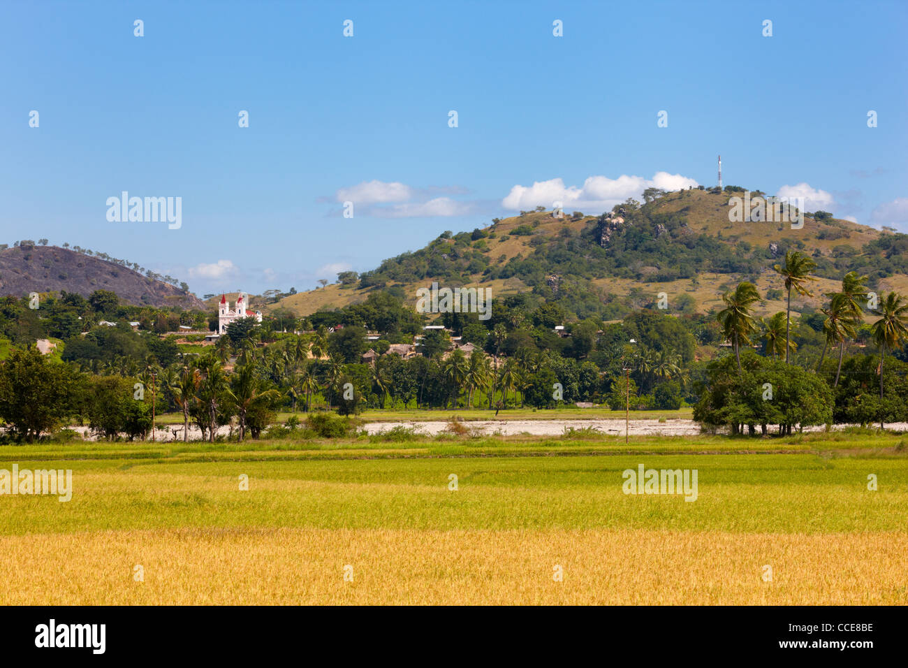 I campi di riso nei pressi di Laleia, Timor Est, in Asia Foto Stock
