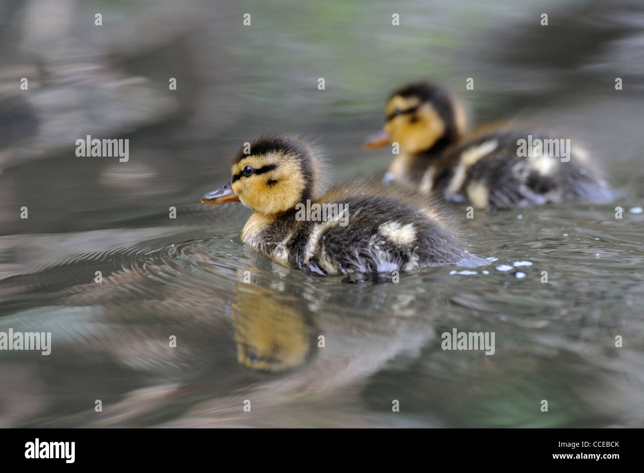 Mallard anatroccolo (Ano platyrhynchos) Foto Stock