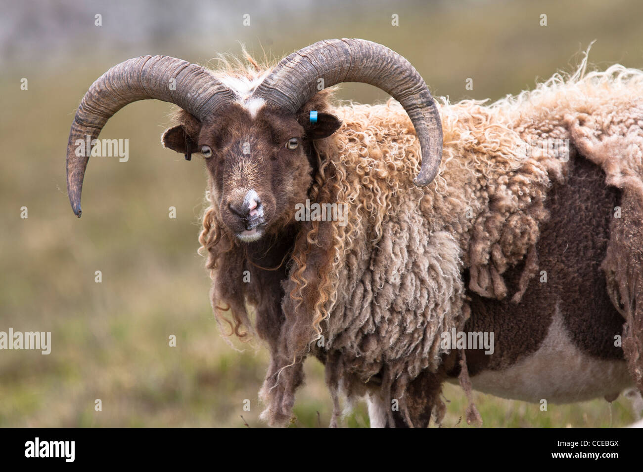 Foula pecore, Schaf, Foula, Shetland Scozia, Gran Bretagna, razza rara, maschio, Schafbock Foto Stock