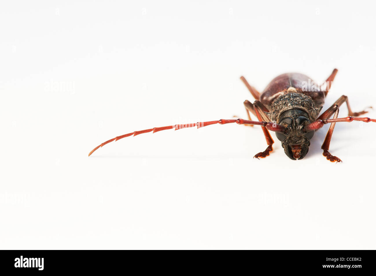 Dalle lunghe corna beetle su sfondo bianco Foto Stock