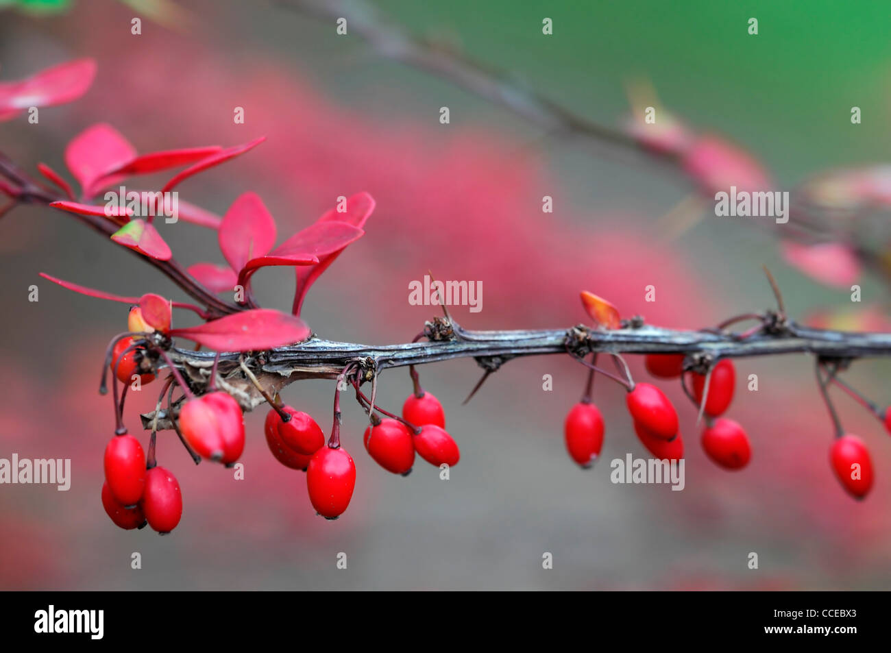 Berberis thunbergii cheals scarlet luminose rosse bacche Frutta berrys autunno inverno decidui Multi-Stemmed arrotondati barberries Bush Foto Stock