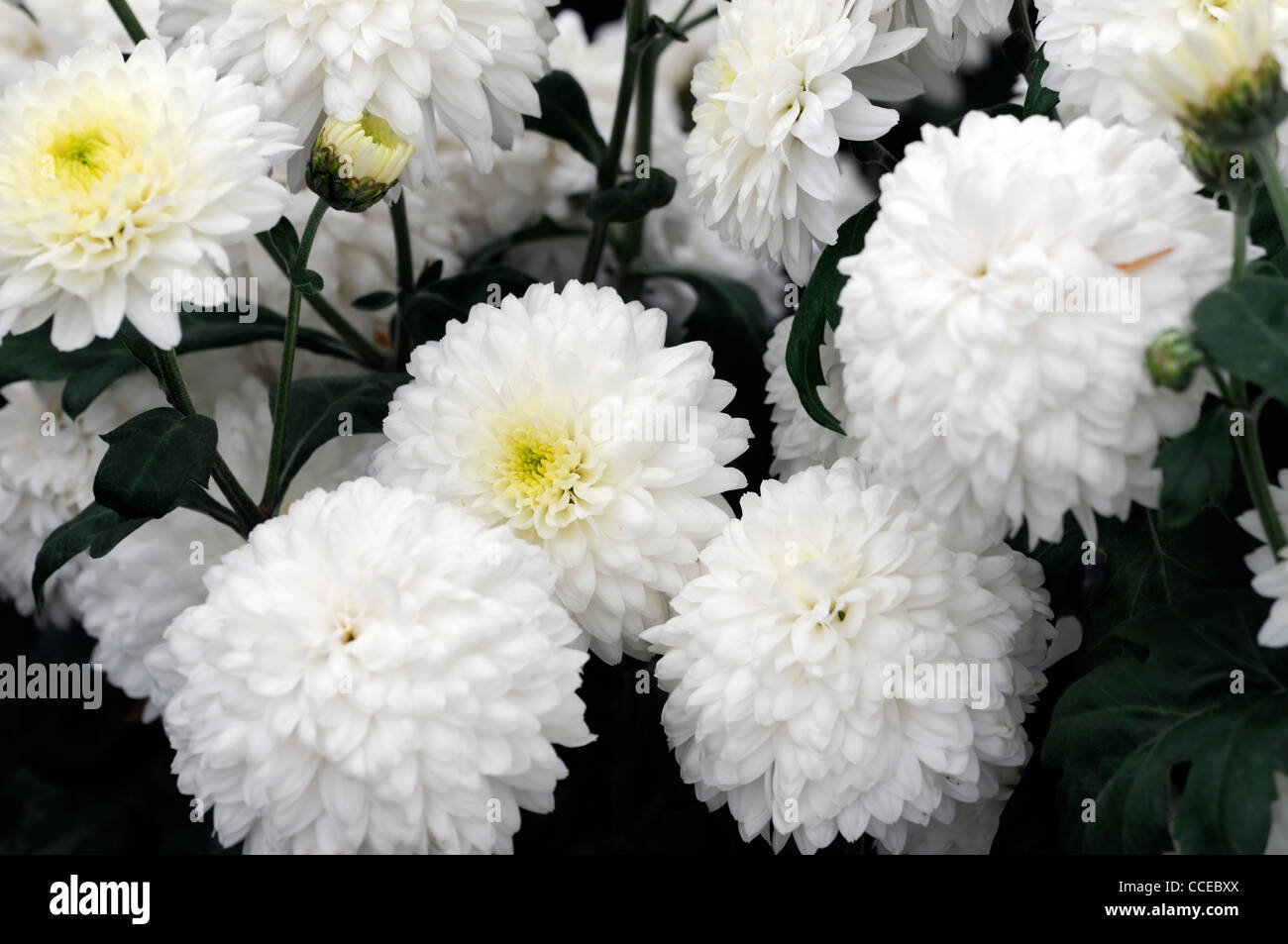Crisantemo asterlee fiori bianchi blumi blossoms metà ardito perenne pianta erbacea fiori sbocciano i fiori sbocciano i fiori Foto Stock