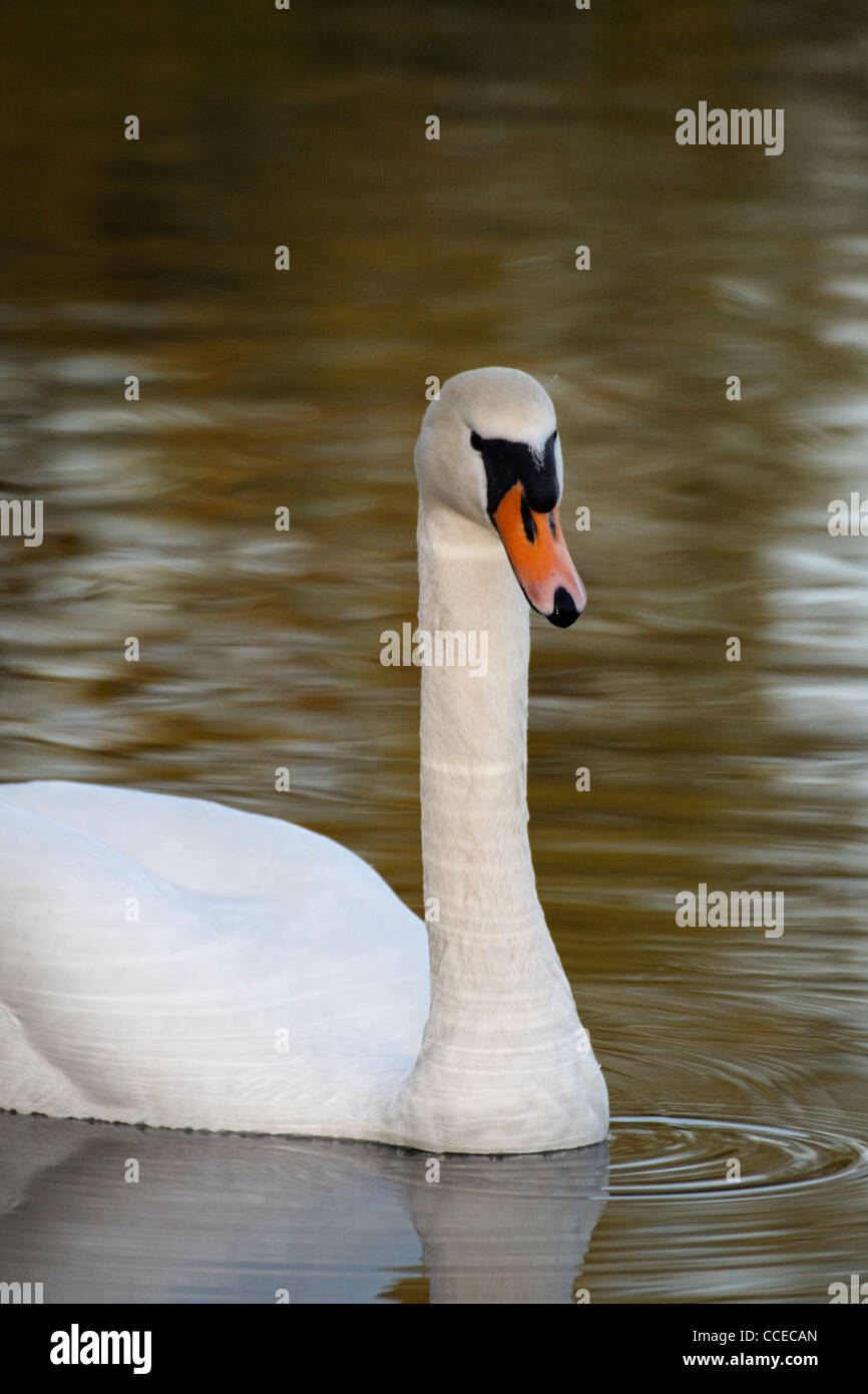 Un White Swan - cygnini Foto Stock