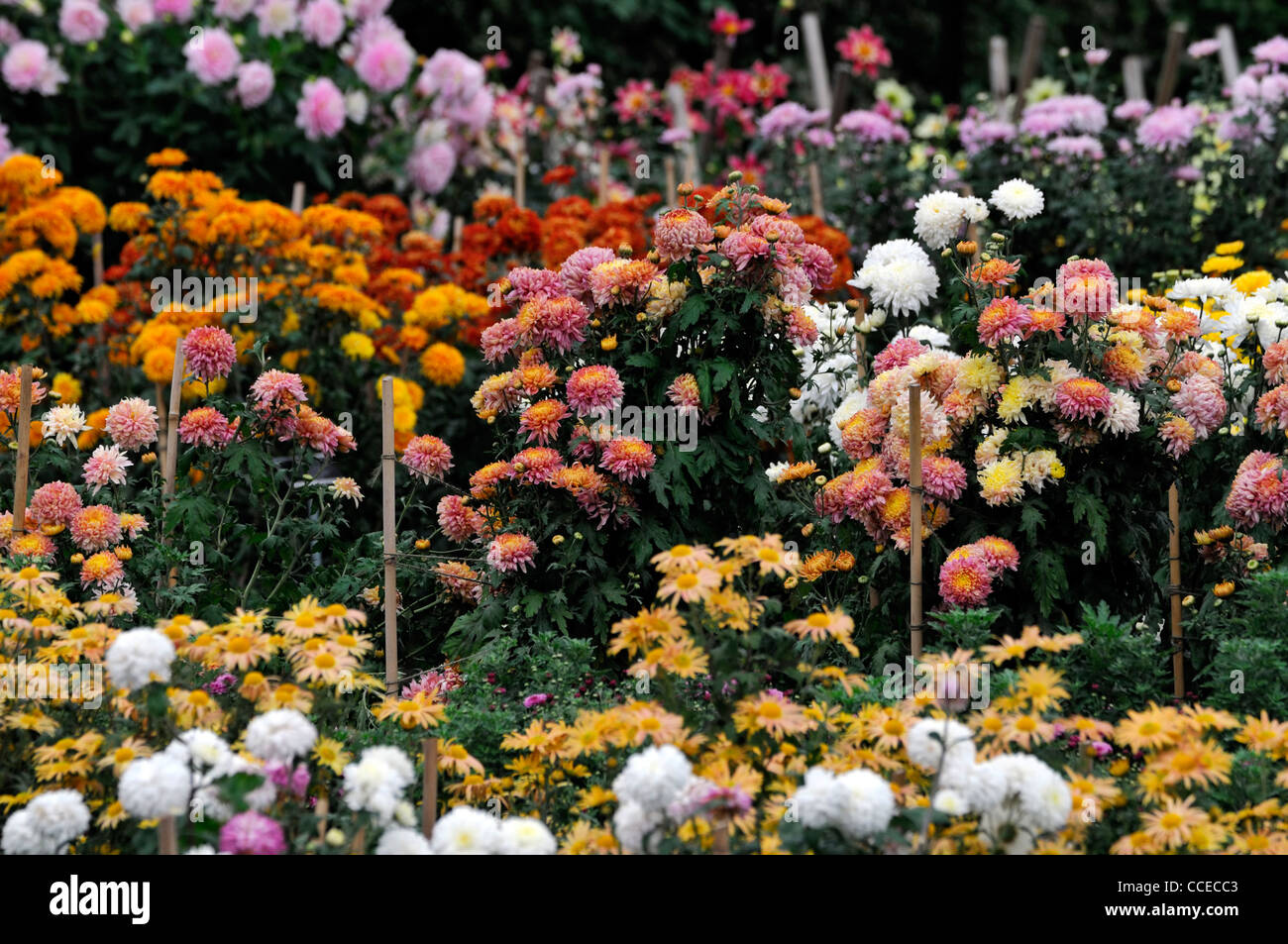 Dahlia letto di confine fiori misti bloom blossom ritratti di piante fiori piante fiorite perenni blumi blossoms Foto Stock