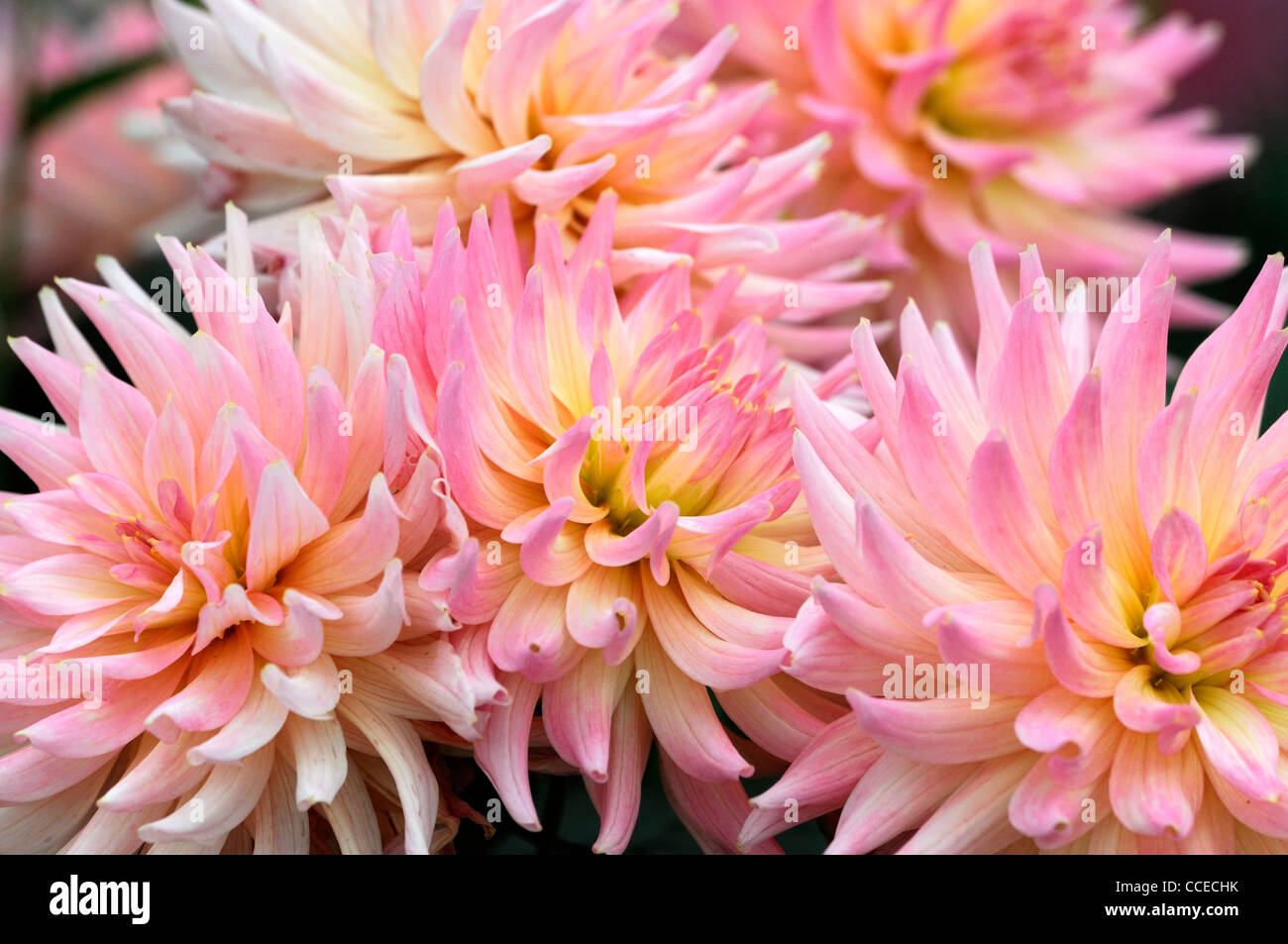 Dahlia nuova dimensione cactus di fiore in fiore bloom blossom perenne albicocca orange Colore Colore Foto Stock