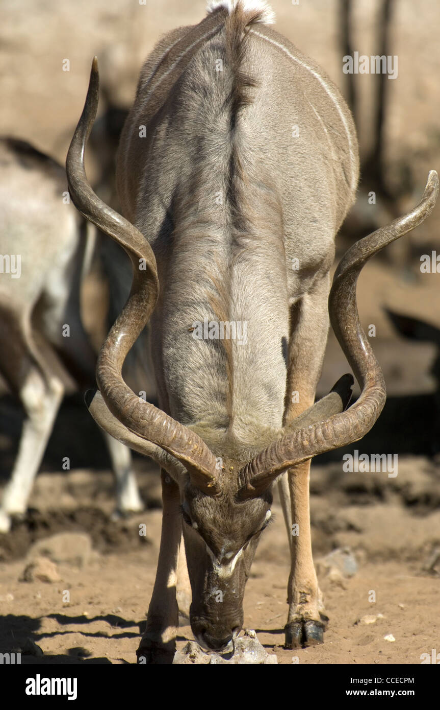 Kudus sono comuni in Namibia. Kudus maschio sono incredibilmente imponente a doppia spirale cavatappi di corna. Foto Stock