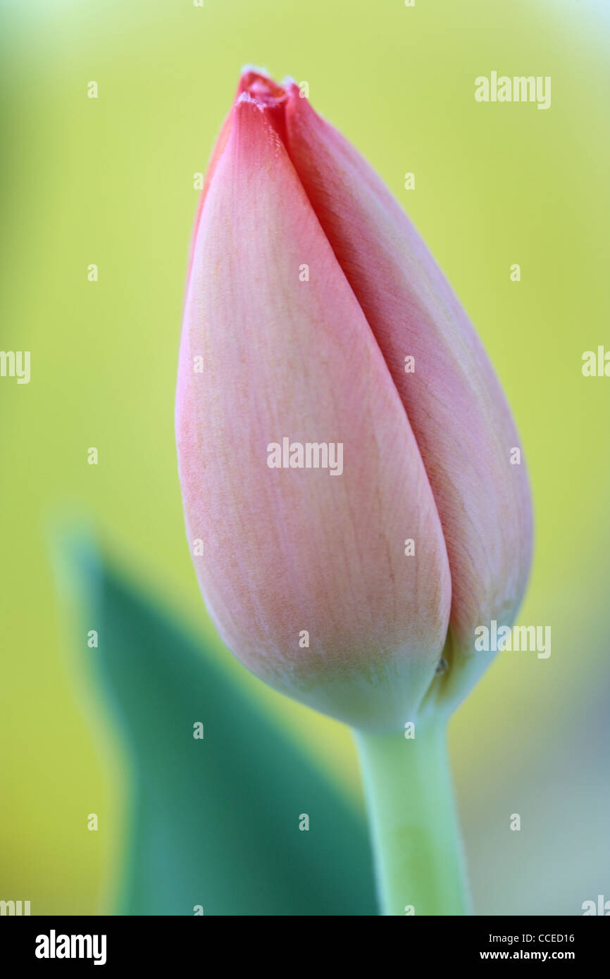 Close up chiuso orange tulip in primavera Foto Stock