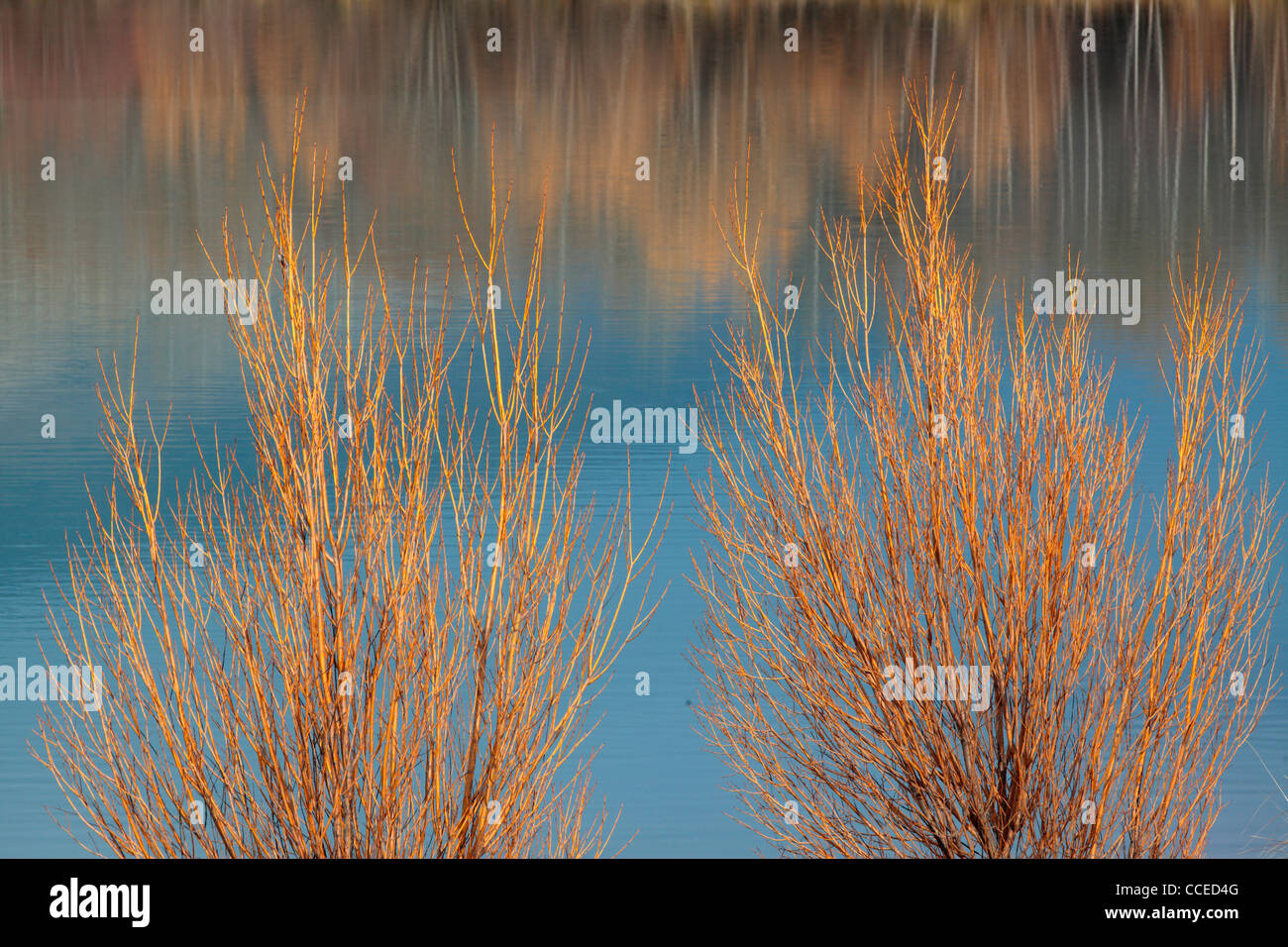 Salici colorati si riflette nelle sue acque azzurre del Wairepo canale sotterraneo vicino a Twizel in Nuova Zelanda Foto Stock