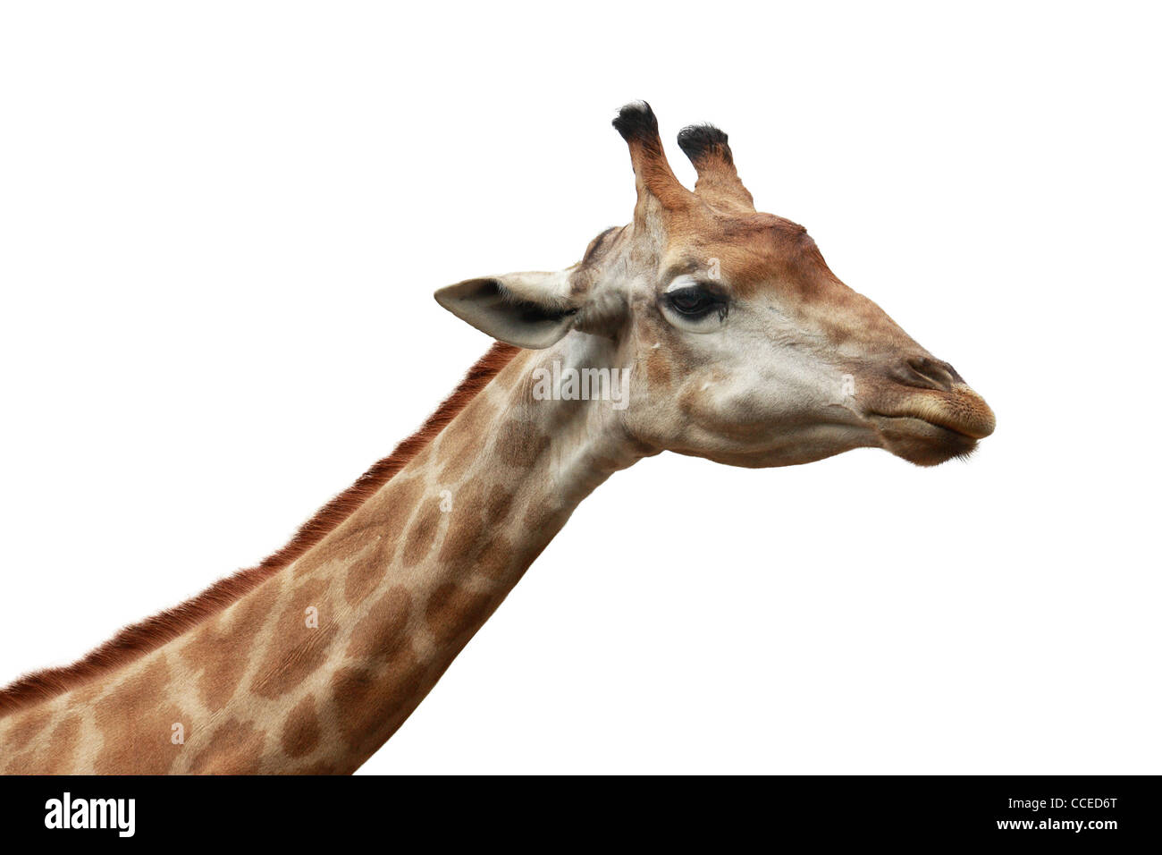 Vista lato faccia giraffe Foto Stock