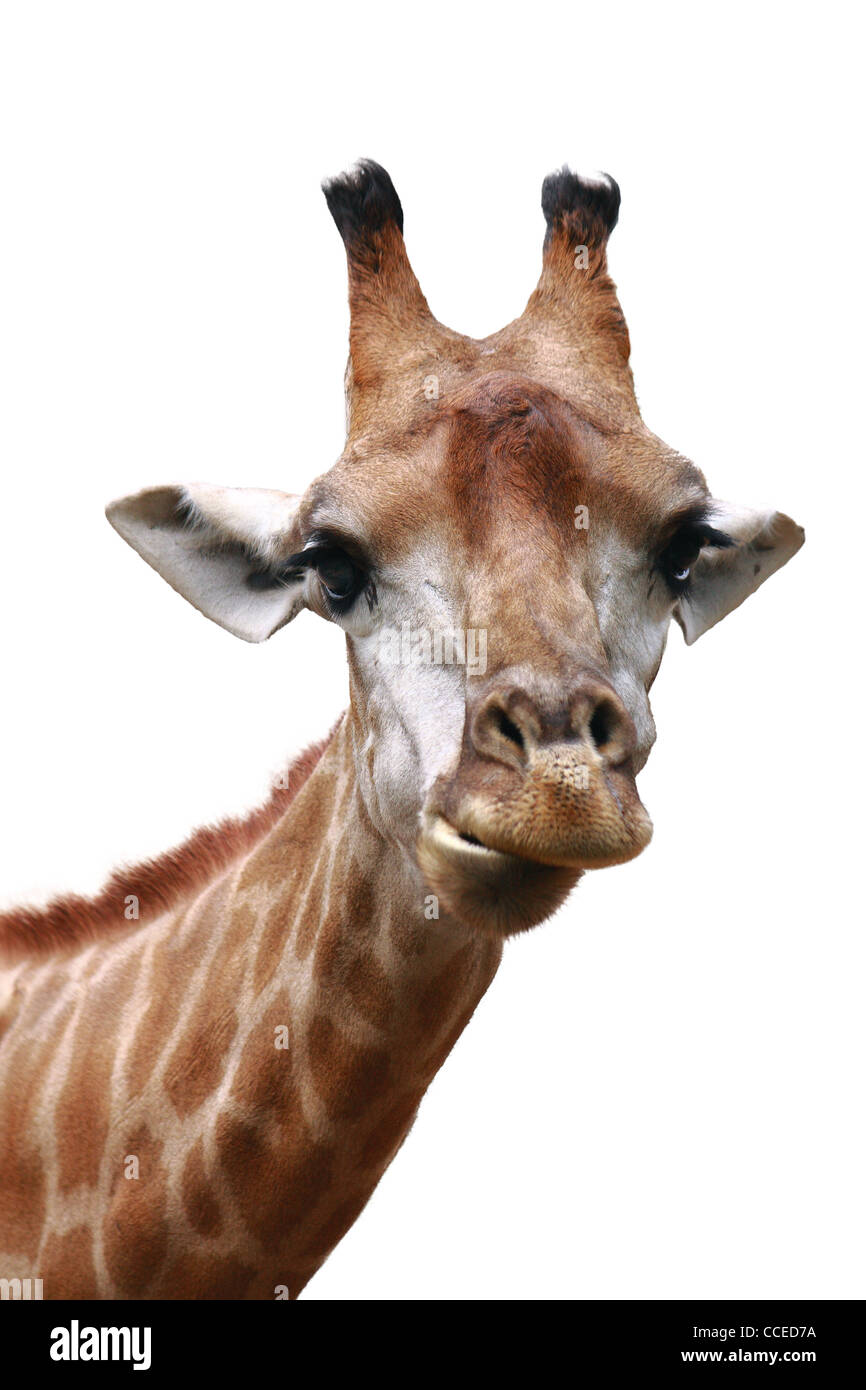 Frontview faccia giraffe Foto Stock