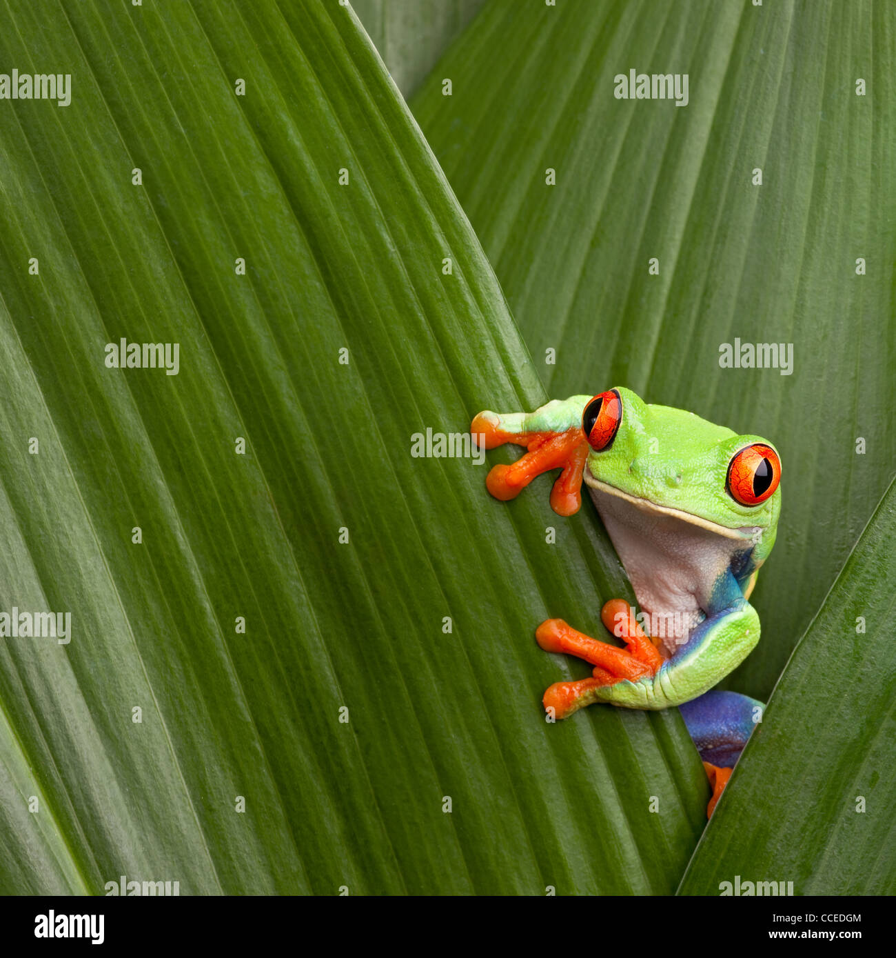 Con gli occhi rossi raganella, Agalichnis callidrias, nascondendo in foglia verde foresta pluviale sfondo Costa Rica simpatici animali tropicali Foto Stock
