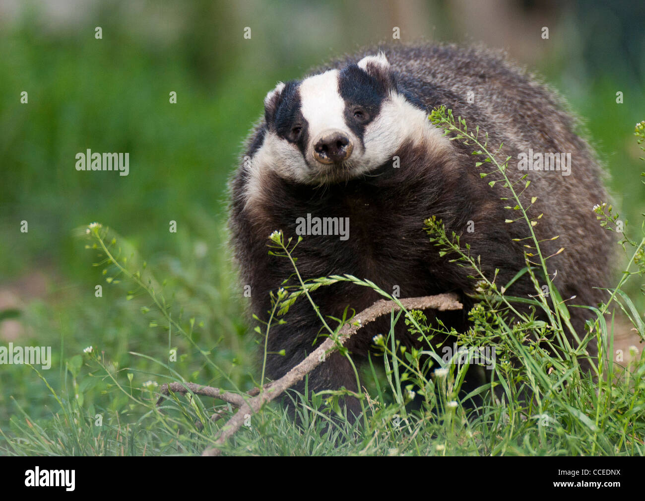 Tasso (Meles meles) Foto Stock