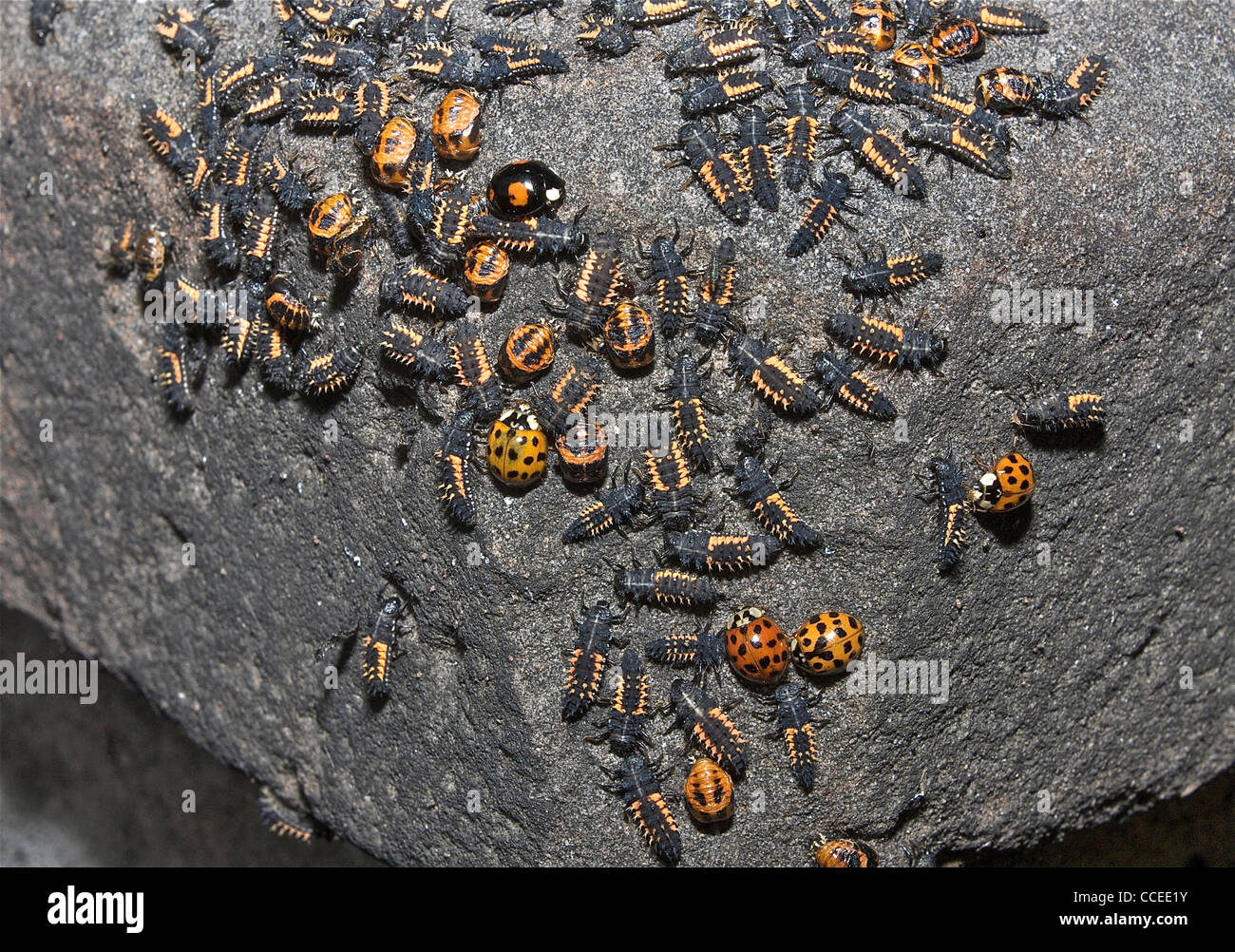 Ladybird beetle coleoptera Foto Stock