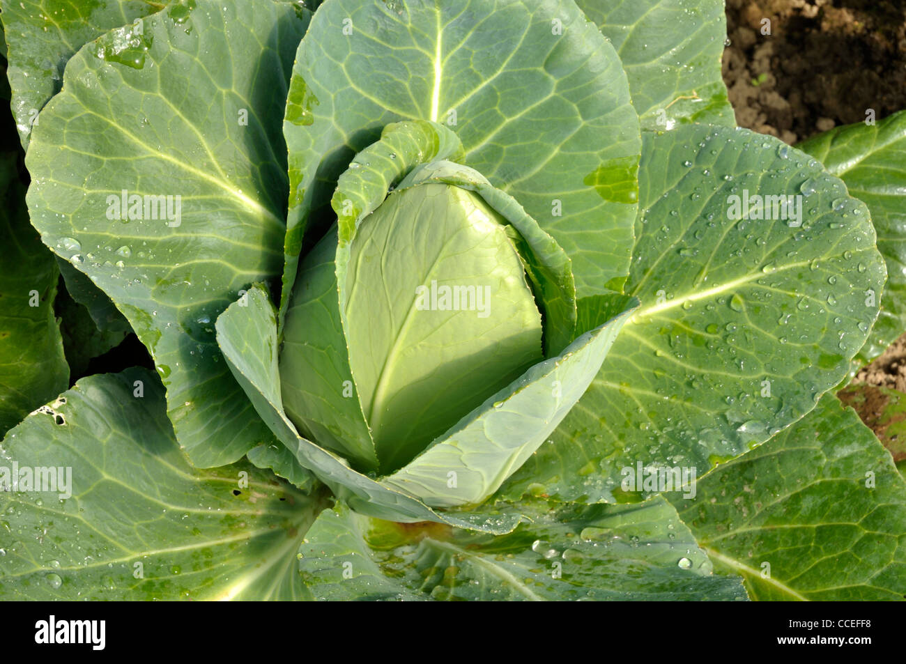 Un cavolo cappuccio, orto - Chou cabus pointu (Brassica oleracea). Foto Stock