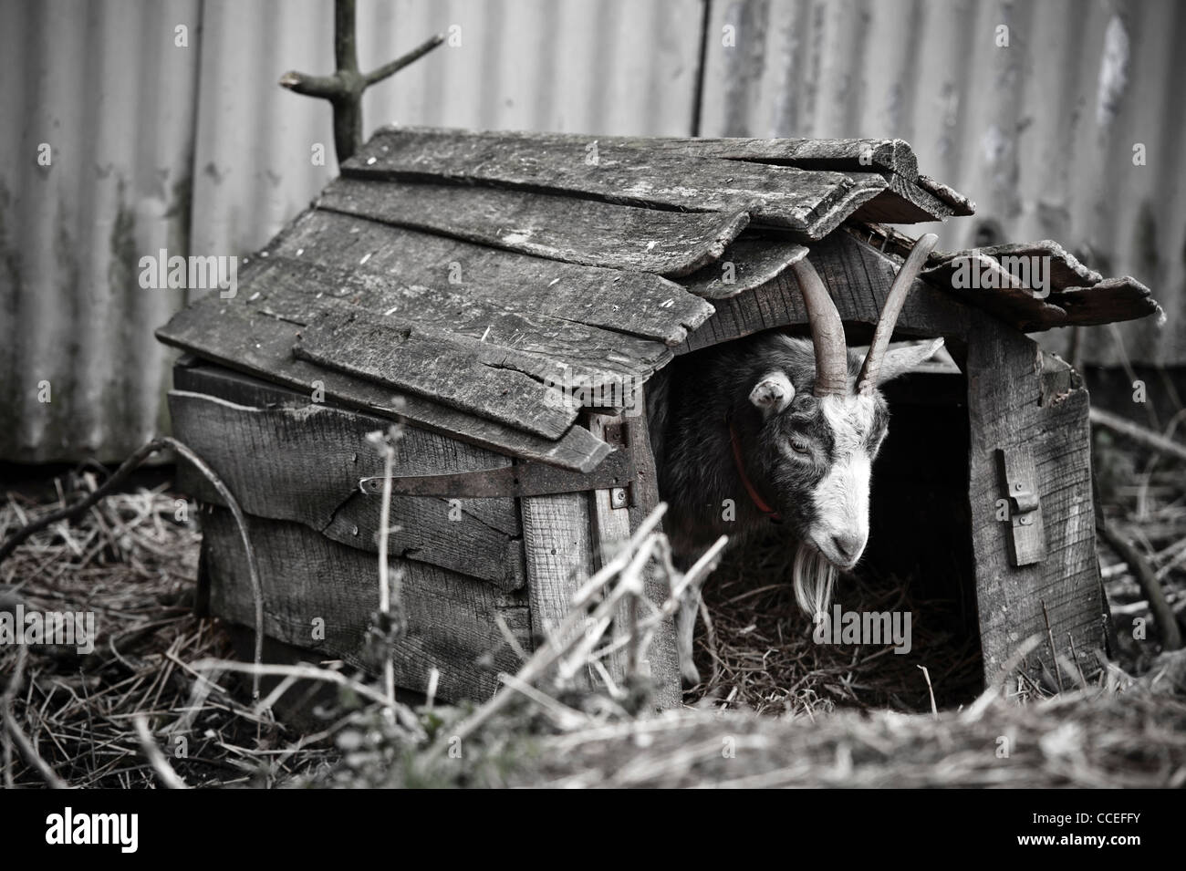 Una capra si affaccia dalla sua piccola casa in legno. Foto di Pete Gawlik. Foto Stock