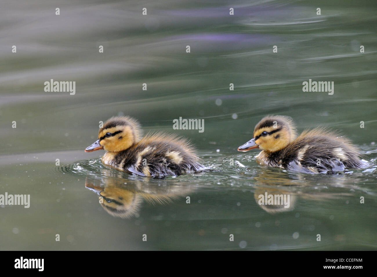 Mallard anatroccolo (Ano platyrhynchos) Foto Stock